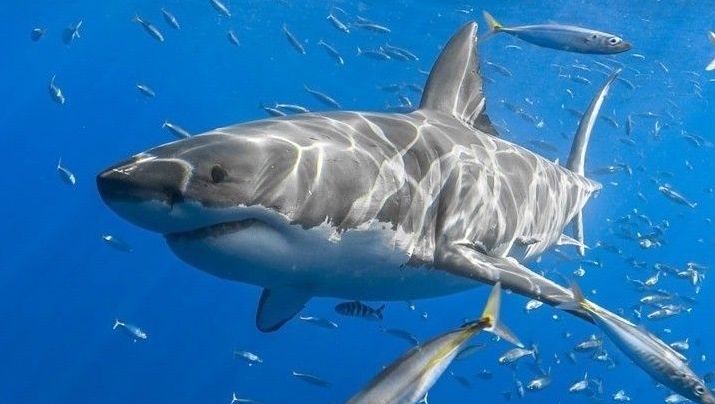 Conservation of Bull shark