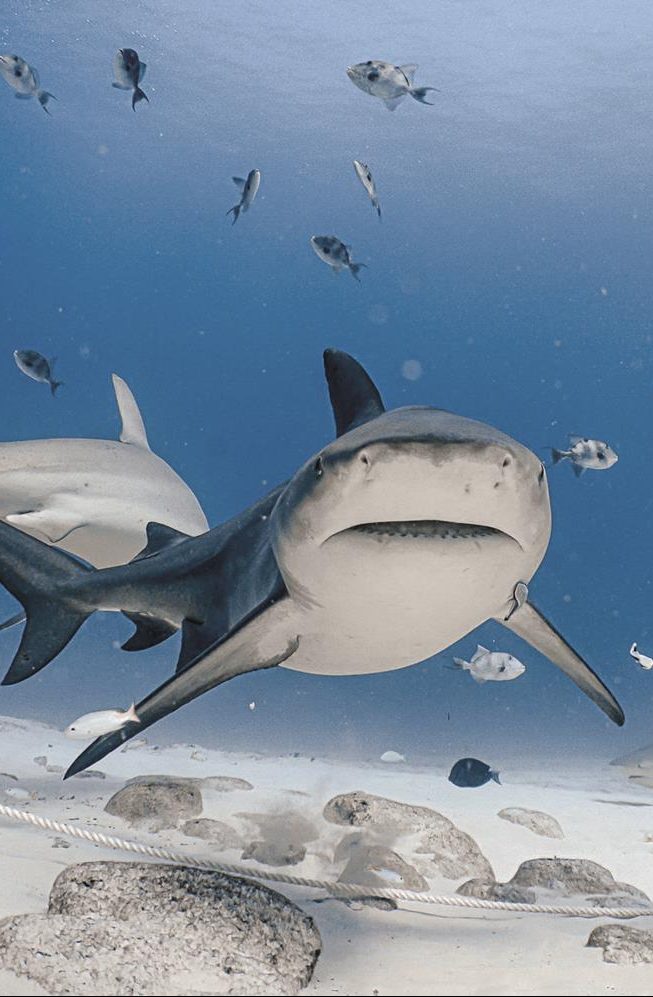 La conservación de los tiburones toro en Quintana Roo es de suma importancia