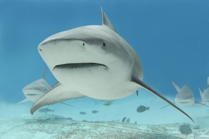 Erizo se preocupa por la conservación del tiburón toro en Quintana Roo