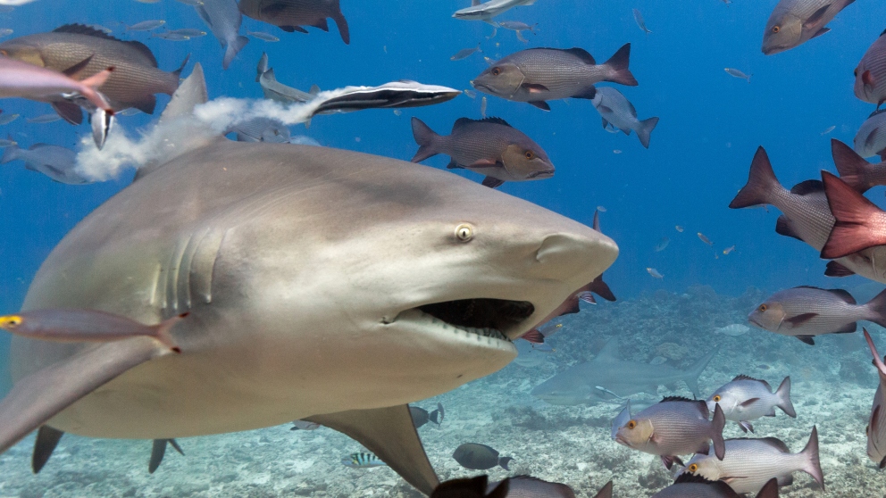 Erizo en colaboración con Saving Our Sharks se compromete a la conservación del tiburón toro en Quintana Roo